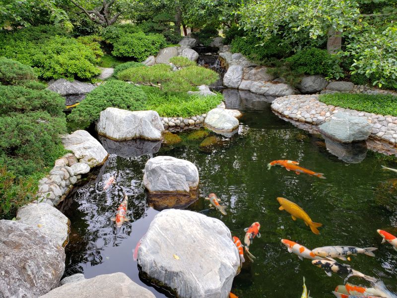Increase Your Koi Pond Maintenance Business with an AI Driven, Targeted Website