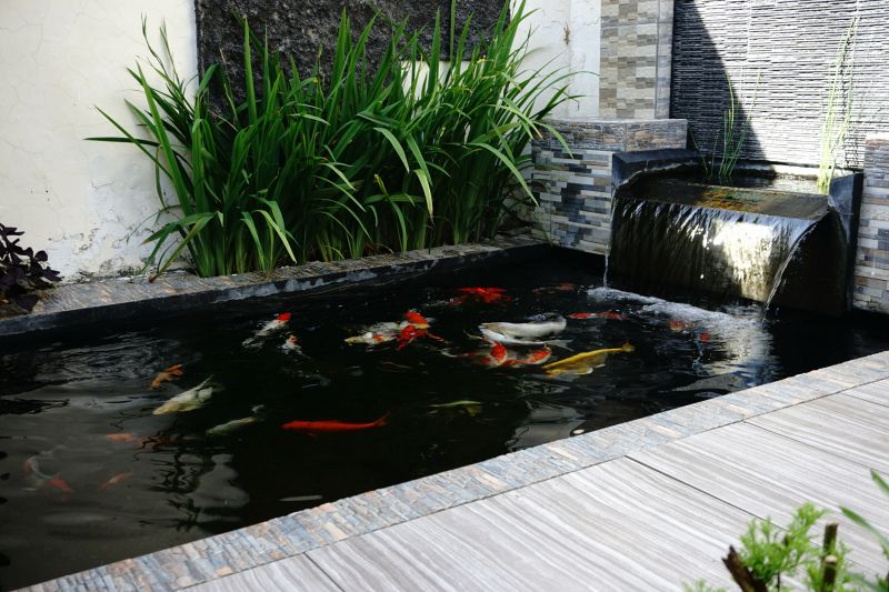 Koi Pond Maintenance