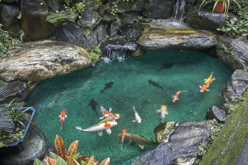 Koi Pond Maintenance Costs — Cost of Koi Pond Maintenance