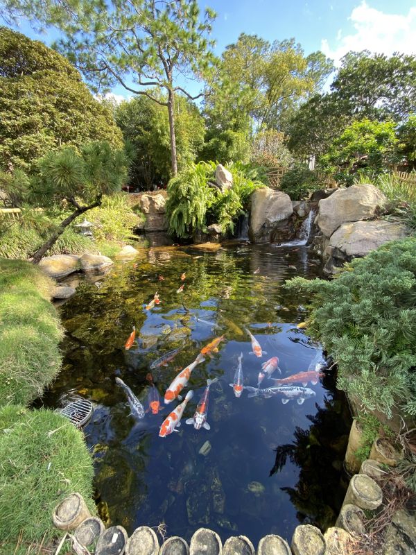 Koi Pond Maintenance