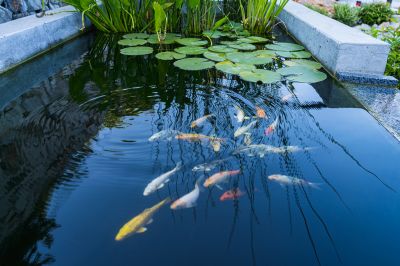 Koi Pond Maintenance