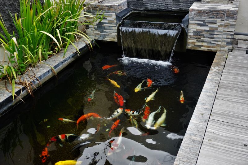 Koi Pond Maintenance
