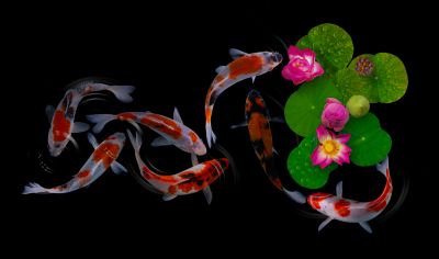 Benefit the Koi Fish