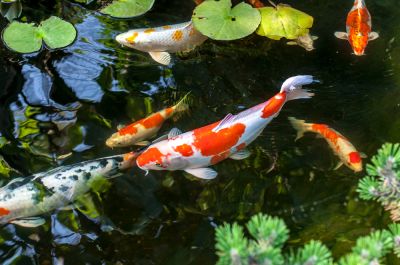 Keep the Koi Healthy