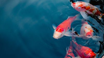 Maintain Good Water Quality